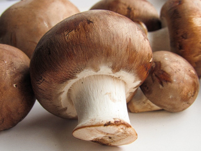 Psilocybin mushrooms